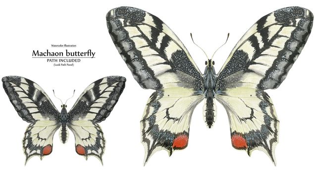 White and black butterfly Machaon by watercolor. Realistic illustration of wild nature. Isolated, path included