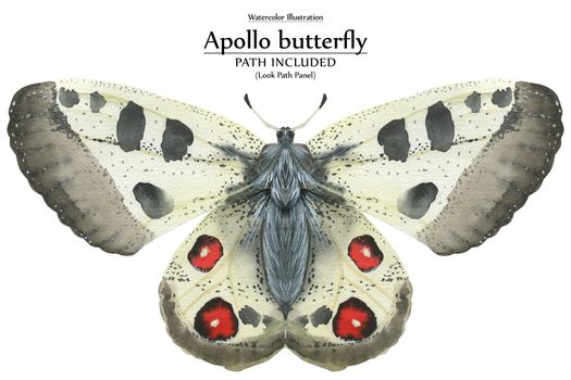 White butterfly Apollo by watercolor. Realistic illustration of wild nature. Isolated, path included