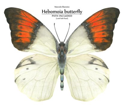 White and orange butterfly Hebomoia by watercolor. Realistic illustration of wild nature. Isolated, path included