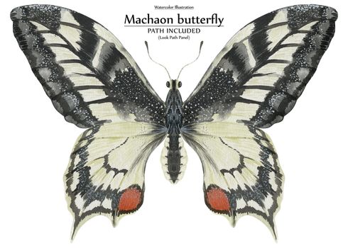 White and black butterfly Machaon by watercolor. Realistic illustration of wild nature. Isolated, path included