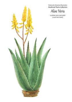 Watercolor botanical illustration in oldschool style Aloe Vera Bush. Isolated, clipping path included
