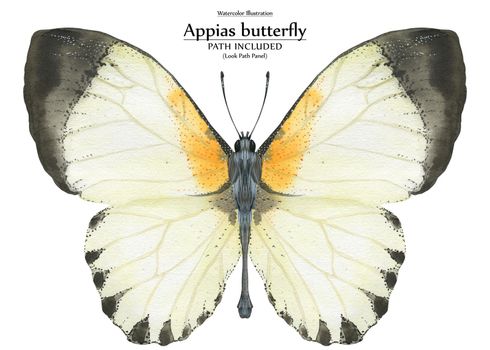 Watercolor realistic biological art illustration appias butterfly. Isolated, clipping path included