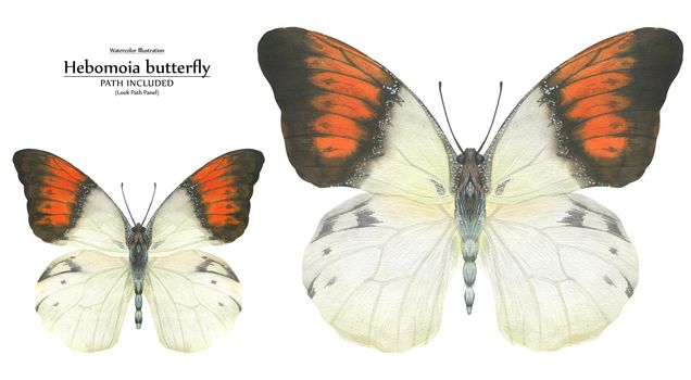 White and orange butterfly Hebomoia by watercolor. Realistic illustration of wild nature. Isolated, path included