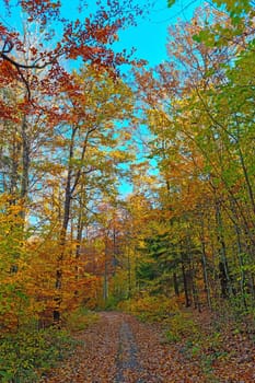 Colorful bright forest on an autumn sunny day