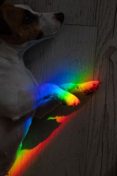 Rays of a rainbow on a lying dog Jack Russell Terrier