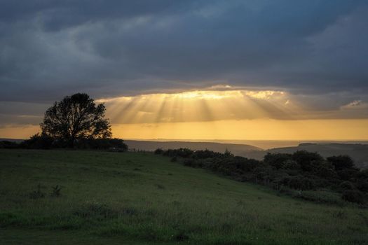 Sunbeams stream down from low cloud next to a lone tree on Butser Hill, the highest point on the chalk ridge of the South Downs, Hampshire, UK