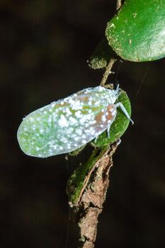 Flatid planthopper, or Moth bugs, wedge-shaped cicadas are small insects. An adult clings to a tree branch. The wings are opaque and are white.

  
