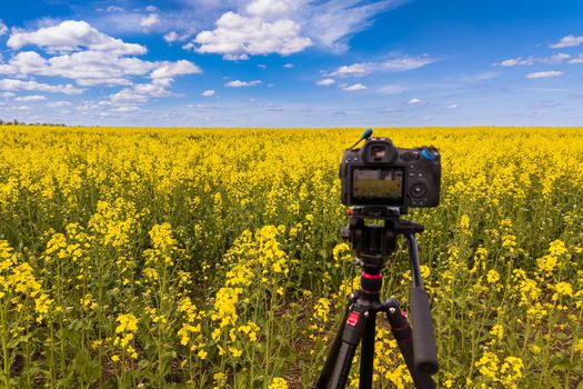 modern professional mirrorless camera on tripod shooting yellow field on tripod, closeup with selective focus