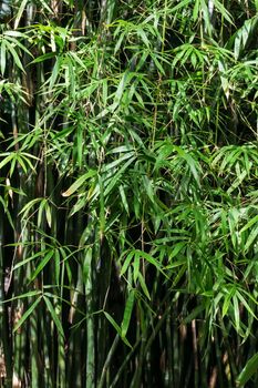 Thickets of young bamboo shoots background