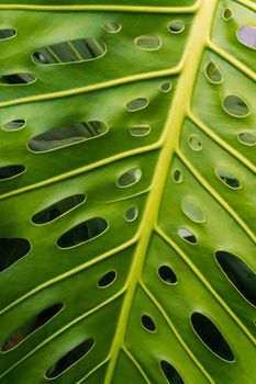 Juicy green monstera leaf with holes natural leafy background close up
