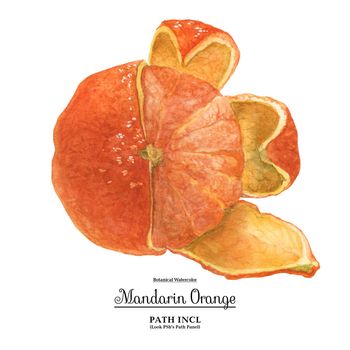 Watercolor botanical realistic illustration. Mandarin Orange on a white background, path included