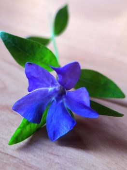 Purple blue flower periwinkle herbaceous on the table close up.