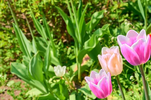 a bulbous spring-flowering plant of the lily family, with boldly colored cup-shaped flowers. Three delicate pink tulips and a bright green lawn. High quality photo