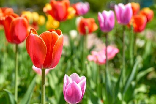 a bulbous spring-flowering plant of the lily family, with boldly colored cup-shaped flowers. Charming warm green lawn with bright delicate tulips