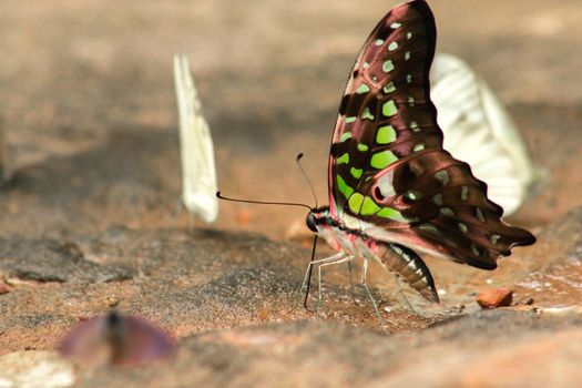 Graphium arycles Boisduval, Spotted Jay Appearance: Light green streaks and stripes across both wings.

