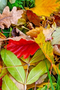 Fallen yellow green red foliage in the green grass in the autumn in the park