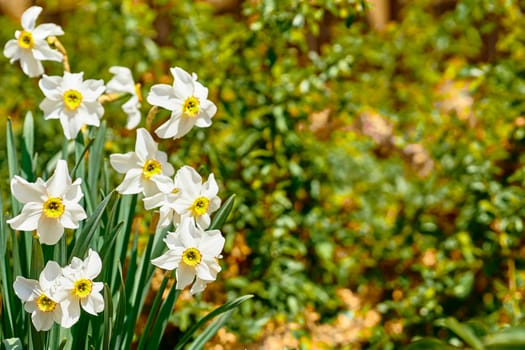 a bulbous plant that typically bears bright yellow flowers with a long trumpet-shaped center corona .harming collection of white tender May daffodils on a green lawn