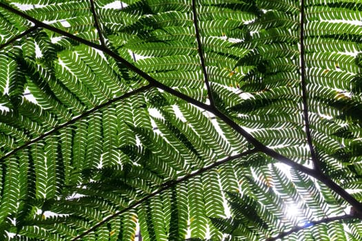 Giant green fern branch background close up