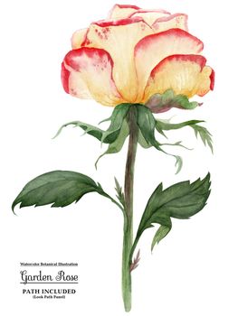 Garden yellow rose with red tips. Watercolor botanical illustartion. Isolated, path included