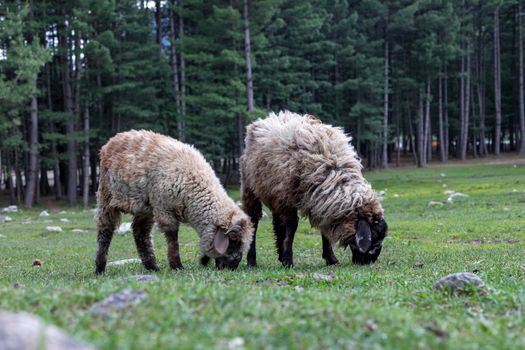 Sheep grazing on grass in the kumrat valley