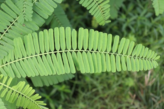 green colored dhaincha tree plant on field for harvest