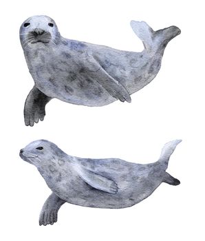 Watercolor hand drawn illustration of northern polar seal animal. Marine sea ocean underwater endangered species, natural wildlife, aquatic cute mammal