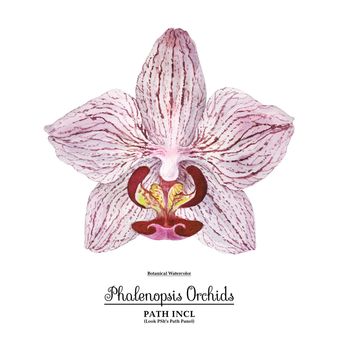 Watercolor botanical realistic illustration. Moth Orchid Phalaenopsis flower on a white background, path included.