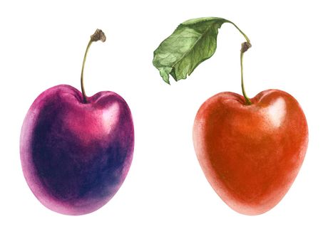 Watercolor illustration. Fresh red cherry-plums on a white background. Isolated, path included