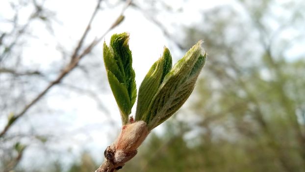 A willow leaf is blooming. There are young green leaves on a thin branch. Nature comes to life in spring. Willow tree.