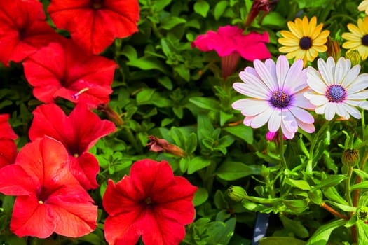 the seed-bearing part of a plant, consisting of reproductive organs that are typically surrounded by a brightly colored corolla petals and a green calyx .