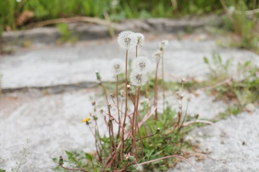 Dandelion flowers blossom. Summer natural background