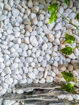 VERTICAL decor stone brick wall texture, siding different sized shapes. Beautiful nature wallpaper. Romantic simple. Abstract grunge WHITE light grey shades background. Green ivy plant leaves grow.