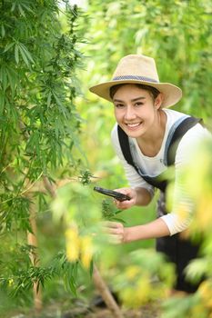 Young woman farmer with magnifying glass checking quality of cannabis or hemp leaves in the field. Herbal alternative, cannabis plantation for medical concept.