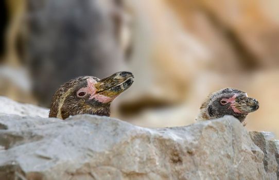 two penguins look over a rock