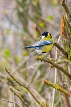 a blue tit sits on a branch