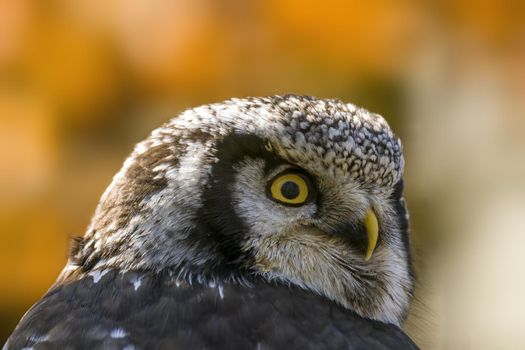 a head portrait of a hawk owl