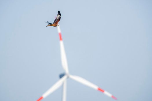 a red kite flies in the sky looking for prey
