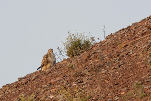 a buzzard sits on a mountain and looks for prey