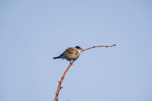 a blackcap sits on a branch