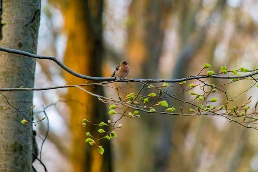 a chaffinch sits on a branch