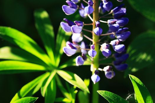 Closeup of very nice freshness blue lupine flower against green grass background