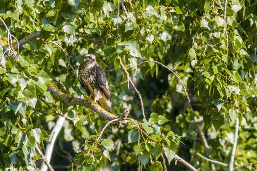 a Buzzard sits on a branch of a tree