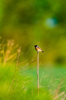 a stonechat sits on a branch and looks for food