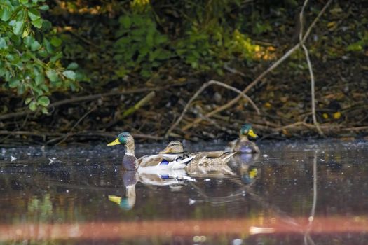 male and female mallard ducks swims on a lake