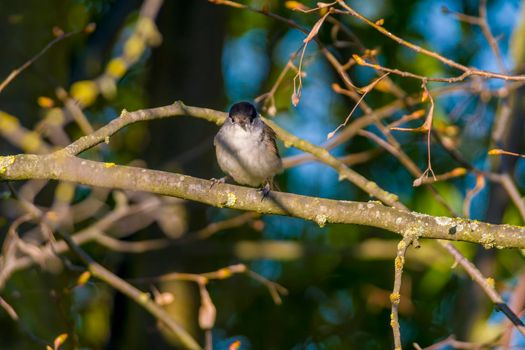 a blackcap sits on a branch