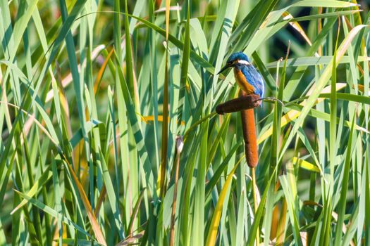 a kingfisher sits on a branch and looks for prey
