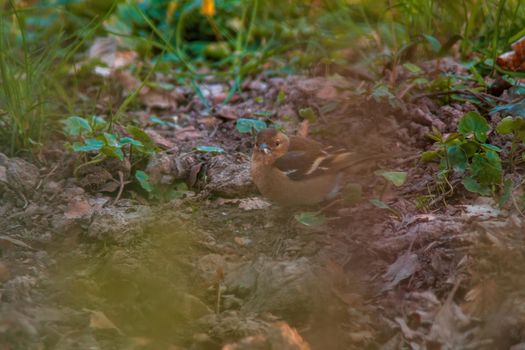 a chaffinch sits on a branch