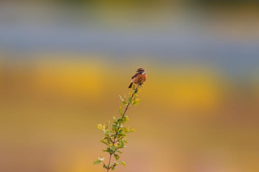 a female stonechat sits on a branch and looks for food