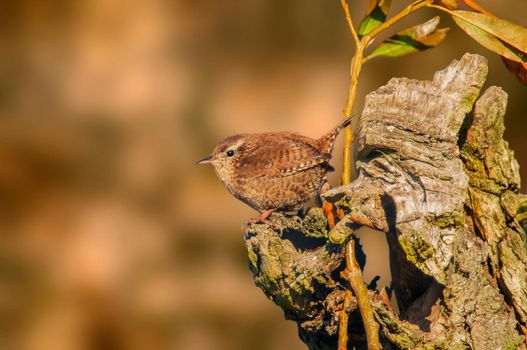a wren sits on a branch and looks for food