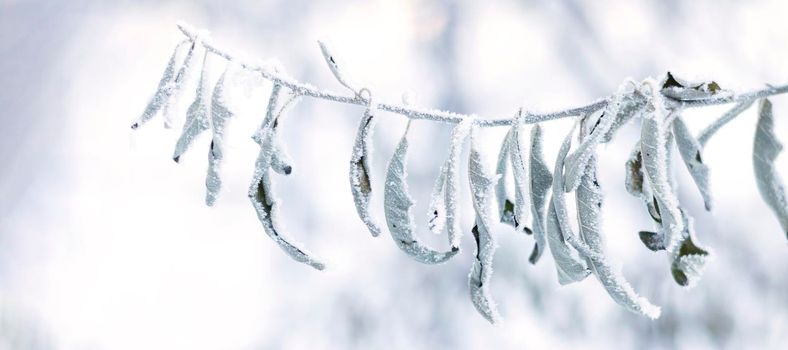 banner with Frosty branch with dry leaves in the snow. Winter landscape. Soft focus